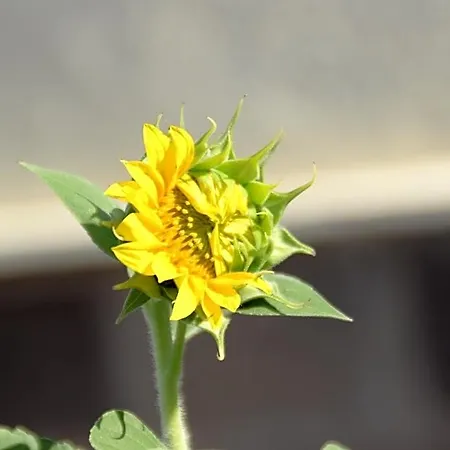A1 Girasole Alojamento de Acomodação e Pequeno-almoço Castelnuovo Di Porto