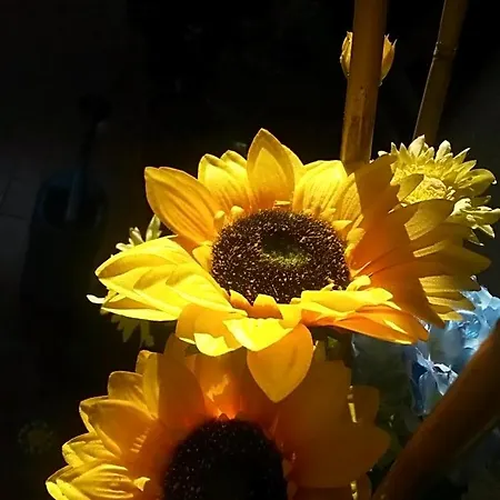 Bed & Breakfast A1 Girasole Castelnuovo Di Porto