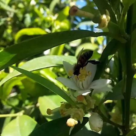 Alojamento de Acomodação e Pequeno-almoço A1 Girasole Castelnuovo Di Porto