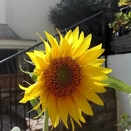 A1 Girasole Bed & Breakfast