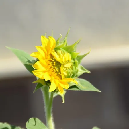 Couette-café A1 Girasole *