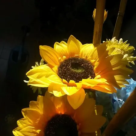 A1 Girasole Couette-café