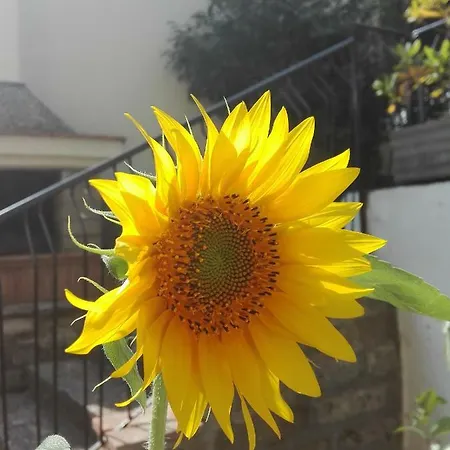 A1 Girasole Castelnuovo Di Porto
